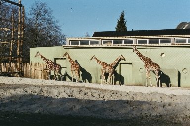 20030322409 blijdorp giraffes 1